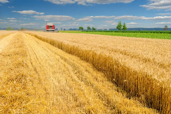 Mietitrebbie mietitrebbie grano in campo agricolo — Foto Stock