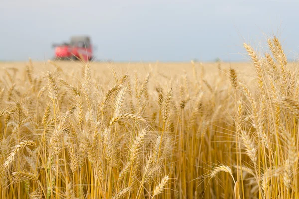 Colheitadeira combinar colheita de trigo no campo agrícola — Fotografia de Stock