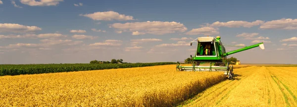 Combina la raccolta delle mietitrebbie sul campo di grano — Foto Stock