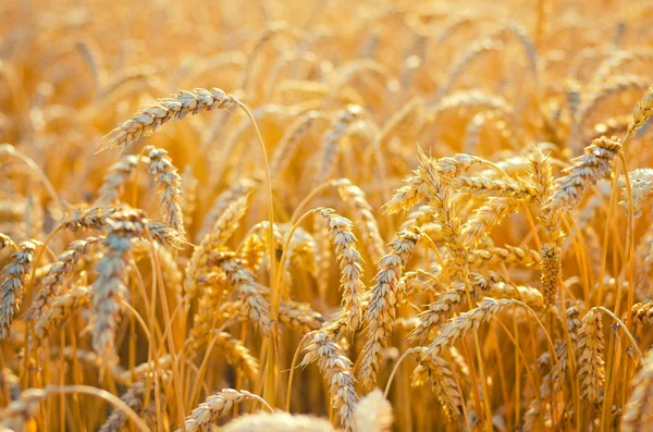 Field of ripe wheat before harvest on sunny summer day — Stock Photo, Image