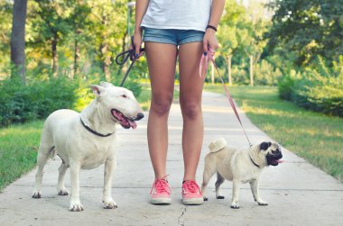 Genç kız evde beslenen hayvan köpek, pug köpek ve bull terrier parkta yürüyüş 