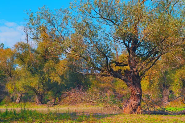 Paesaggio estivo mostrando vecchia foresta in bella giornata di sole — Foto Stock