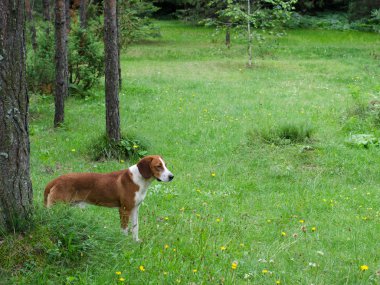 Bahar ormanda köpek.