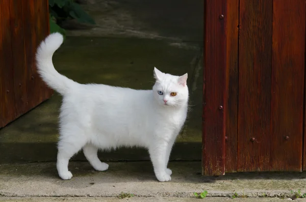 Beautiful white cat with different color eyes — Stock Photo, Image