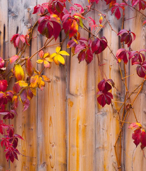 Autumn leaves on wooden fence — Stock Photo, Image