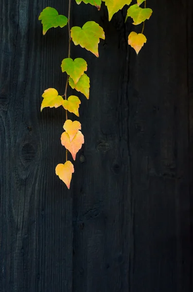 Feuilles d'automne sur la clôture en bois — Photo