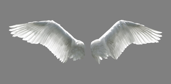 Angel wings isolated on gray background