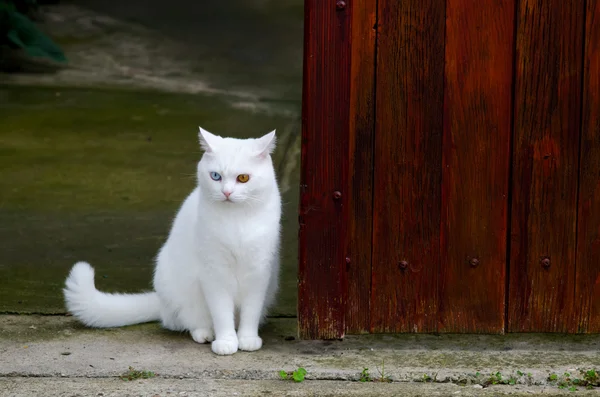 Beautiful white cat with different color eyes — Stock Photo, Image