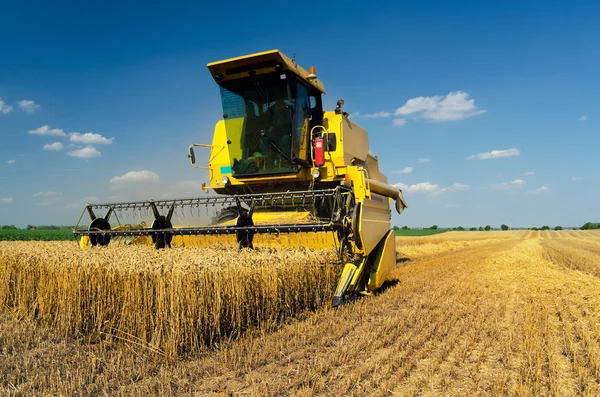 Maaimachine combineren tarwe oogsten op zonnige zomerdag — Stockfoto