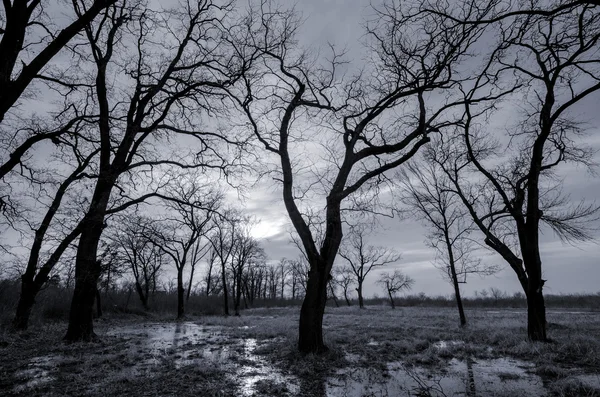 Paysage noir et blanc montrant la forêt d'automne et les marais — Photo