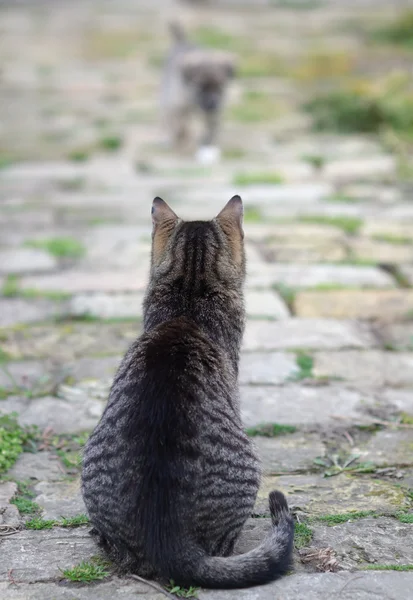 Кот смотрит, как маленький щенок приближается к ней — стоковое фото