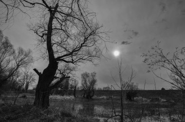 Siyah ve beyaz gösteren eski korkunç orman sonbahar manzara