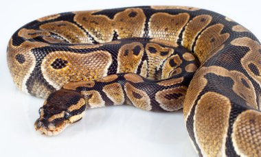 huzur içinde yatan güzel güçlü python