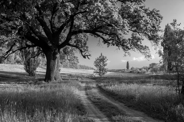 Beautiful summer landscape showing huge old oak beside country r — Stock Photo, Image