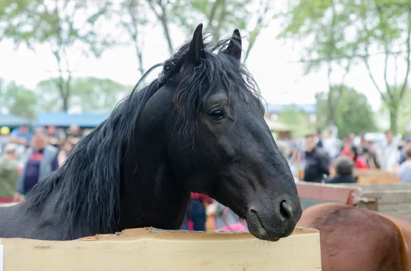 Hermoso caballo negro en la pluma — Foto de Stock