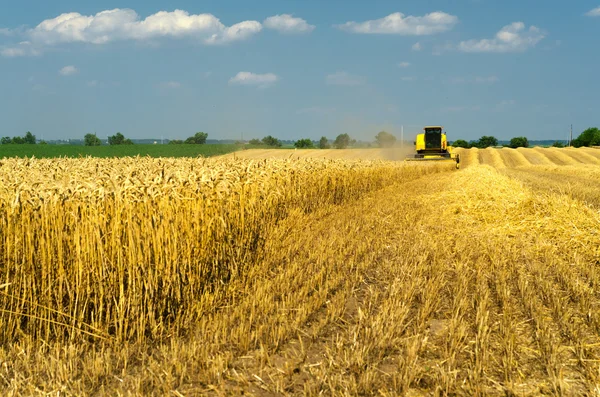 Kombajn kombinovat, sklizeň pšenice na slunečný letní den — Stock fotografie