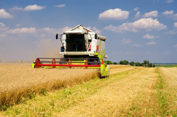 Maaimachine combineren tarwe oogsten op zonnige zomerdag — Stockfoto