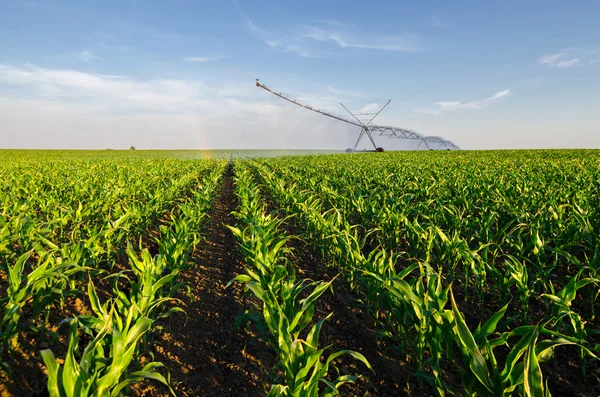 Sistema de irrigação agrícola regando o campo de milho na sunny summ — Fotografia de Stock