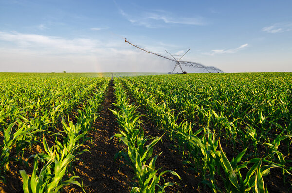 Agricultural irrigation system watering corn field on sunny summ