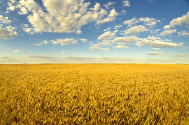 Beautiful agricutural landscape showing ripe wheat on sunny summer day