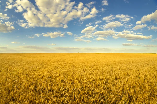 Прекрасный сельский ландшафт с спелой пшеницей в солнечный летний день — стоковое фото