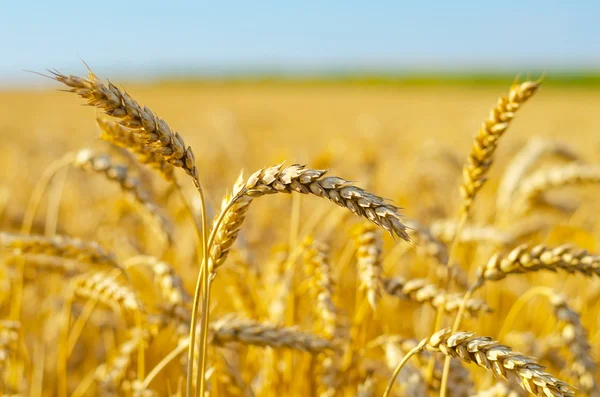 Пшеничное поле в солнечный летний день — стоковое фото