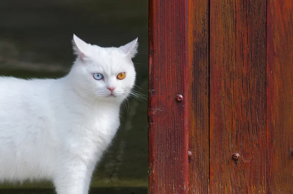 Beautiful white cat with one brown and one blue eye — Stock Photo, Image