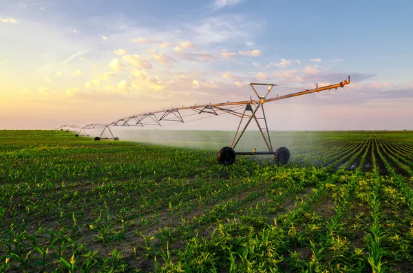 Sistema de irrigação agrícola rega campo de milho no dia ensolarado de verão — Fotografia de Stock