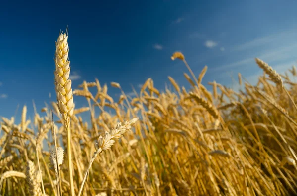 Campo de trigo e céu azul no dia ensolarado de verão — Fotografia de Stock
