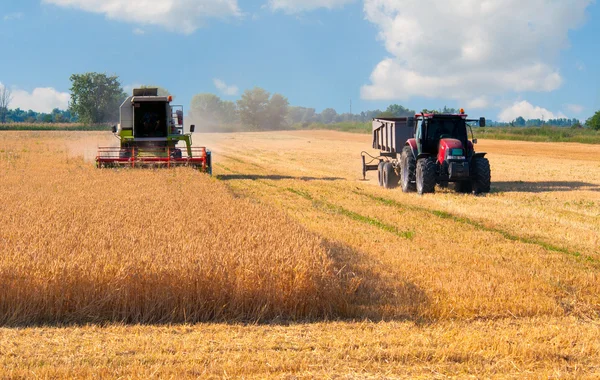 Colheitadeira e trator colheita de trigo no dia ensolarado de verão — Fotografia de Stock