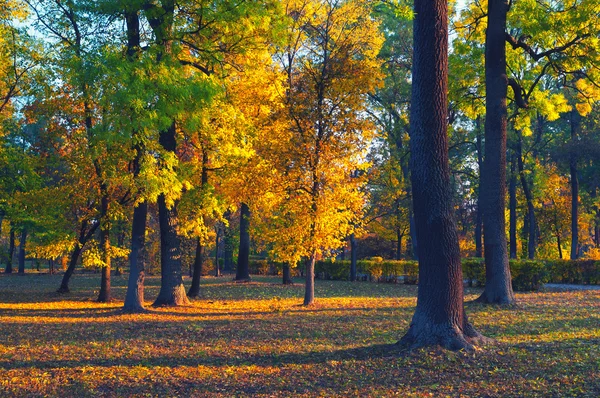 Красивий пейзаж, що показує ліс у сонячний осінній день — стокове фото