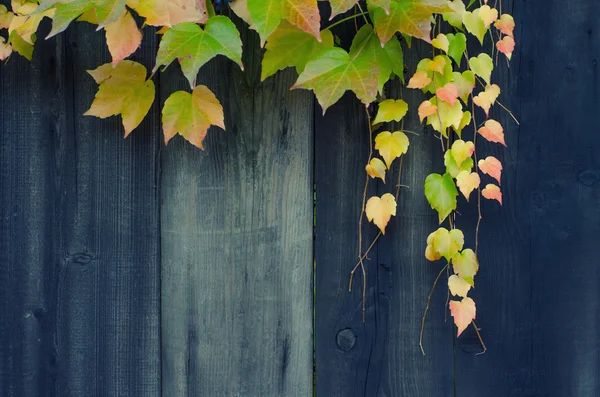 Hojas de otoño y valla de madera en otoño — Foto de Stock