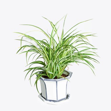 Beyaz arkaplanda klorofitum izole edildi