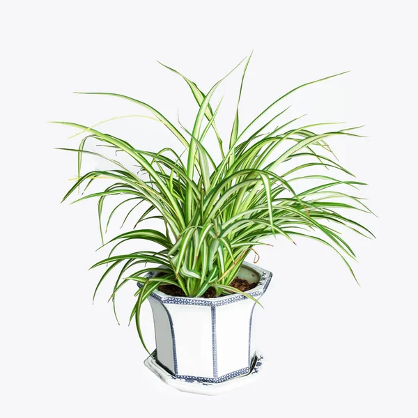 Chlorophytum Isolé Sur Fond Blanc — Photo