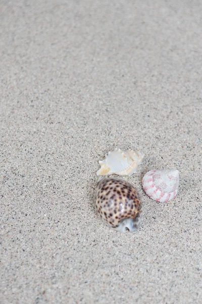 Fechar a areia e conchas — Fotografia de Stock