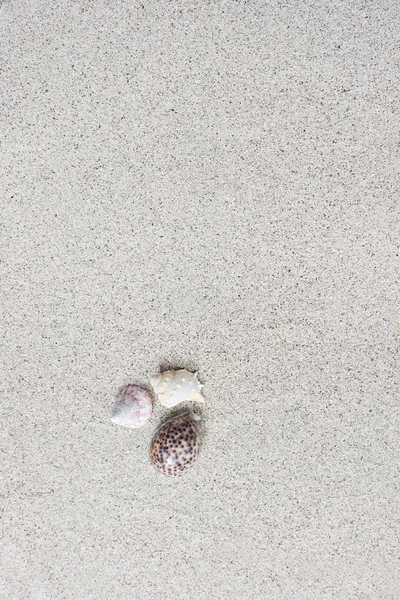 Fechar a areia e conchas — Fotografia de Stock
