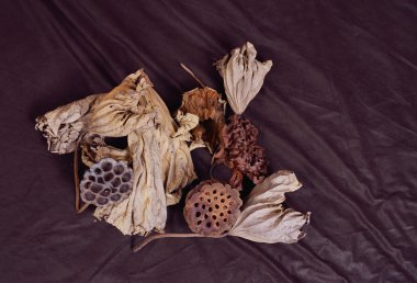 Lotus kurutulmuş seedpod