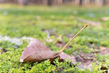 Bir closeup bırakır