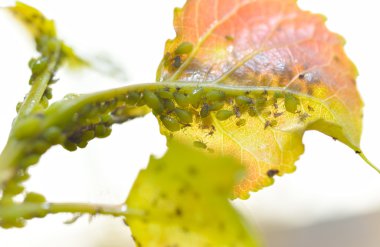 Birçok yaprak biti featuring