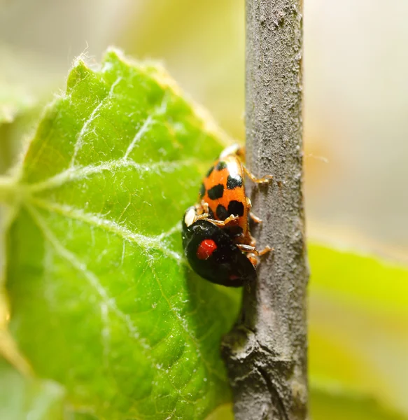 Stagione riproduttiva di coccinelle — Foto Stock