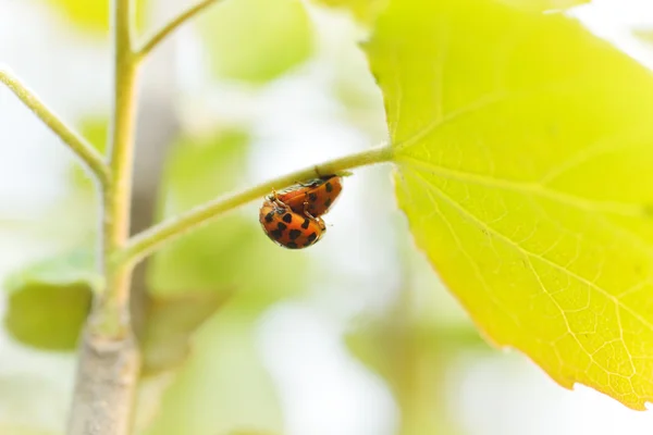 这种甲虫，繁殖季节 — 图库照片