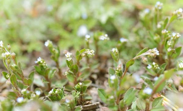 Flores silvestres — Foto de Stock