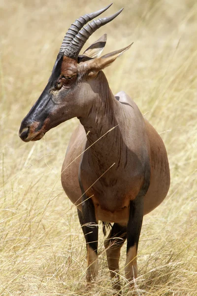 Masai Mara Topi — Zdjęcie stockowe