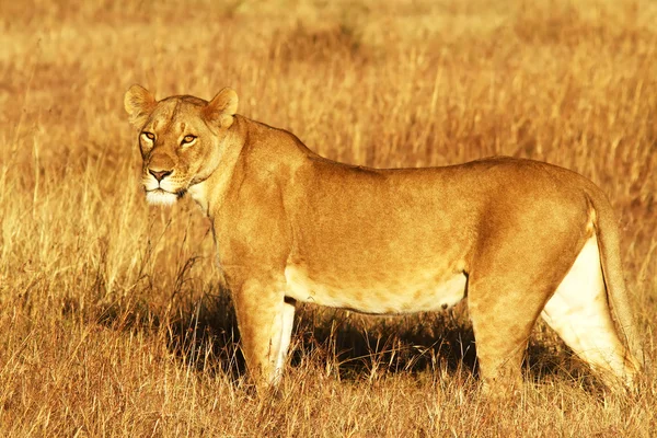 Masai mara aslan — Stok fotoğraf