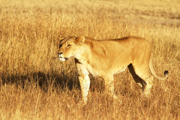 Masai Mara Löwe — Stockfoto