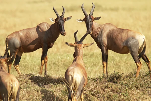 Topi masai mara — Foto de Stock