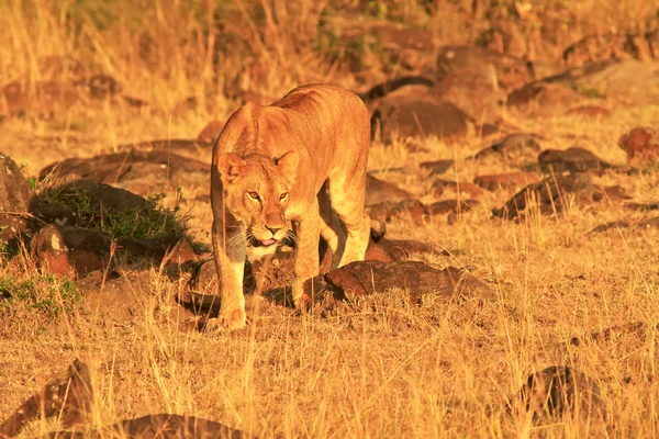 Masai Mara Löwe — Stockfoto