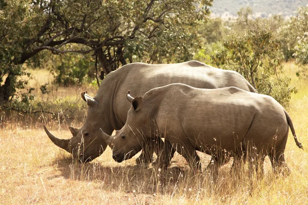 Масаї Мара носоріг — стокове фото