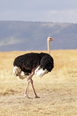 Masai Mara Ostrich clipart