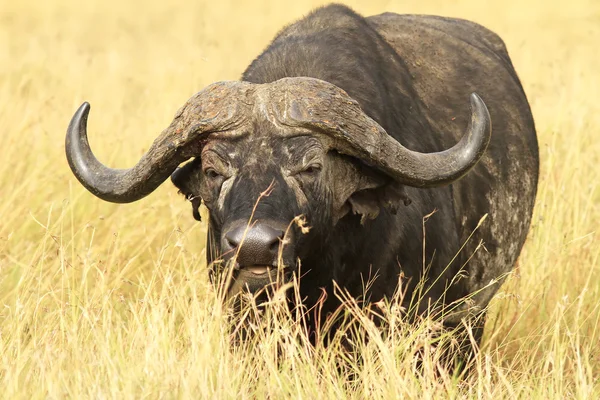 Masai Mara Capul Buffalo — Fotografie, imagine de stoc